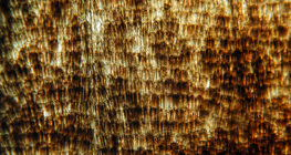 Asas de uma borboleta