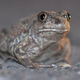 Spadefoot toad
