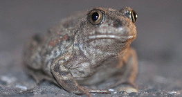 Sapo de Spadefoot