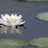 European white waterlily