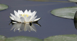 Waterlily branco europeu