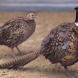 Pheasant