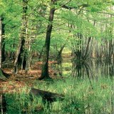 Lagos em estado de desaparecimento: lodaçal