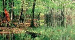 Lagos em estado de desaparecimento: mire