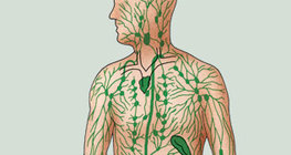 Lymphatic system