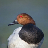 Common pochard (male)
