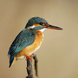 Kingfisher