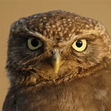 Little owl portrait