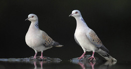European turtle dove heads