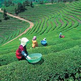 Plantação de chá no Japão