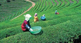 Plantação de chá no Japão