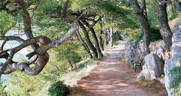 Vegetação mediterrânica