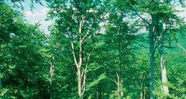 Floresta de faia