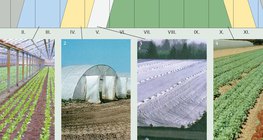 Maneiras de produzir legumes