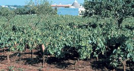 Terra Rossa, o solo típico de regiões calcárias