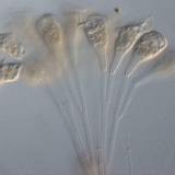 Thallophyte unicellular organism (Epistilis sp.)