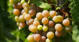 Cacho de uvas