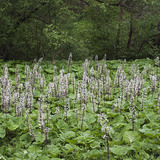 Petasites