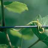 El órgano de la vid para asirse, el zarcillo