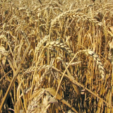 Wheat