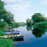 O caniço limpa a água que flui dos rios para os lagos