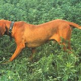 Braco húngaro (vizsla)