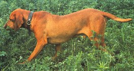 Vizsla húngaro