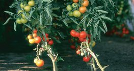 Tomates