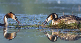 Great crested grebe