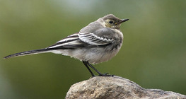 Northern mockingbird