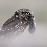 Little owl with vole