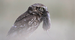 Mocho-galego com ratazana