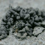 Worm castings