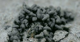 Excremento de lombriz