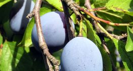 Plum