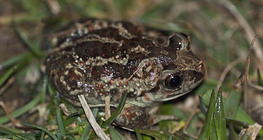 Sapo de Spadefoot