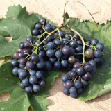 Uvas