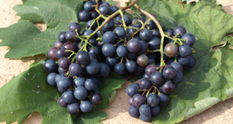 Uvas
