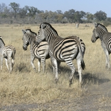 Zebras