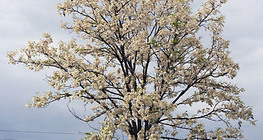 Árbol de acacia en floración