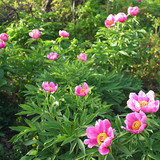 Flowers of the dog-rose