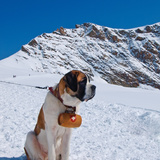 St Bernard
