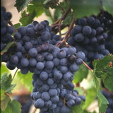 Uvas