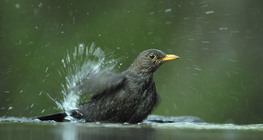 Common blackbird (male) bathing