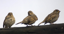 Sparrows