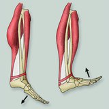 How calf muscles work