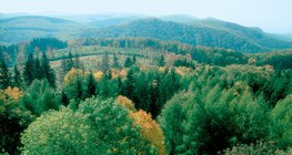 Floresta estacional decidual, um bioma terrestre encontrado na região temperada