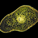 Corte transversal de la hoja del abeto blanco