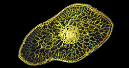 Seção transversal de folha de abeto de prata
