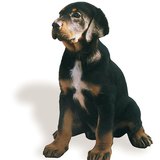 Sabueso de Transilvania